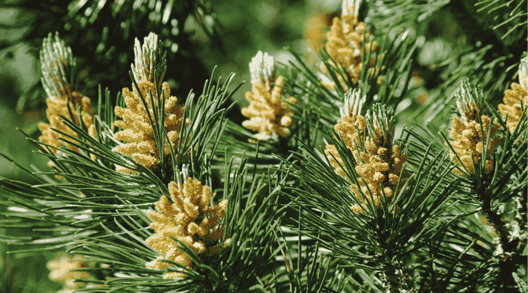 Fiore dioico del Pino mugo