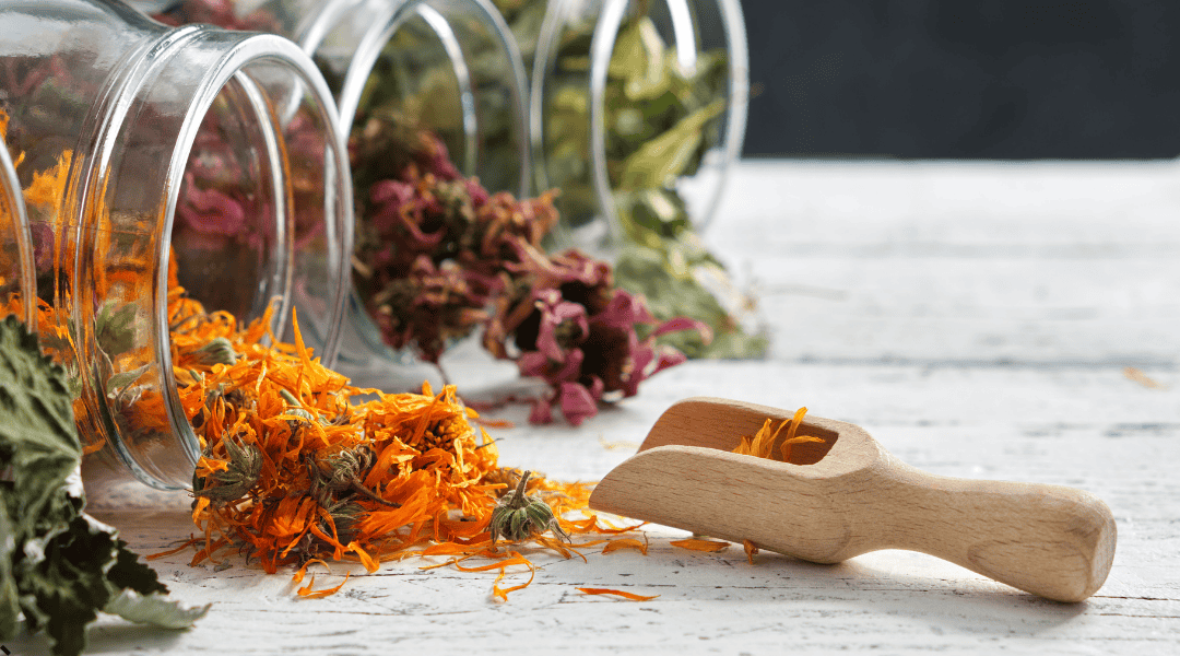 Fiori secchi di Arnica montana Fiori di Arnica montana essiccati