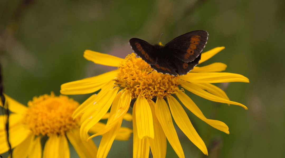Fiori di Arnica montana con ospite (Erebia euryale) Arnica e farfalla Erebia euryale