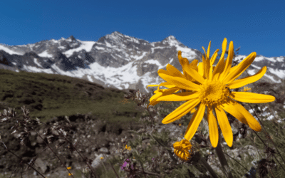 Arnica Montana segreto della natura