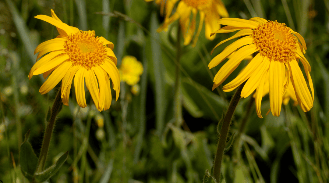 Fiori di Arnica Fiori di Arnica