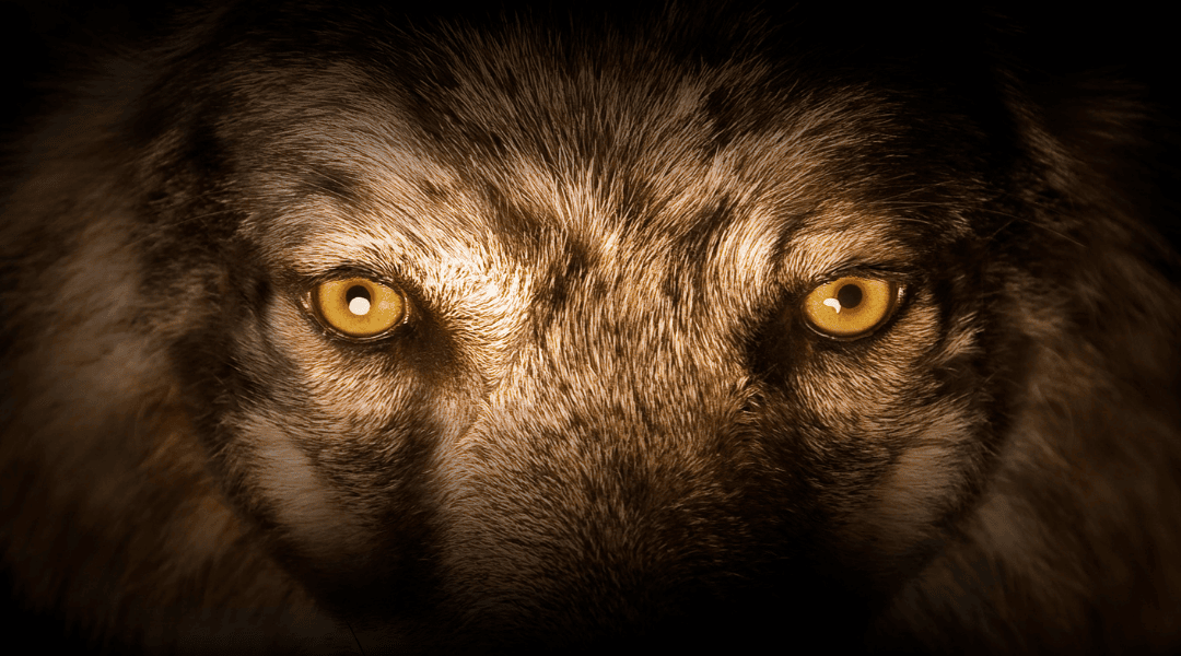 Il giallo degli occhi del lupo venne collegato nell'antichità al giallo del fiore dell'Arnica montana Arnica e lupo legati dalla tradizione