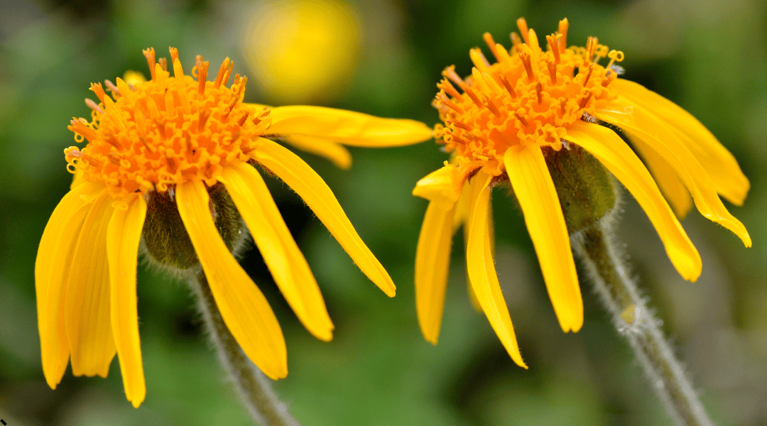 i fiori di Arnica