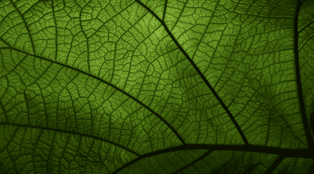 Epidermide di una latifoglia Foglia