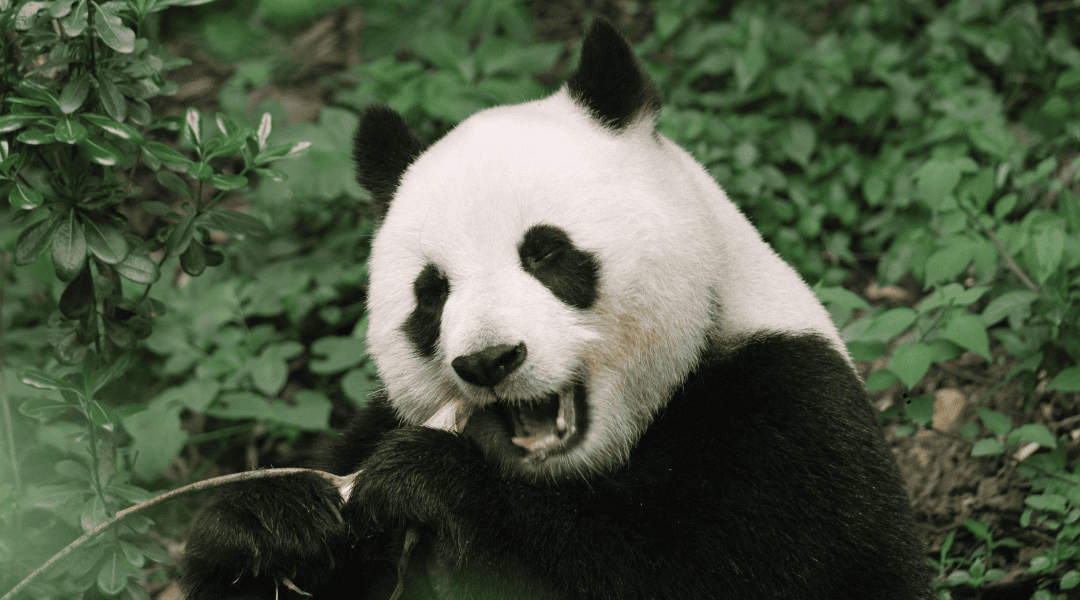 Panda che si nutre di piante di bambù Panda che si nutre di piante di bambù