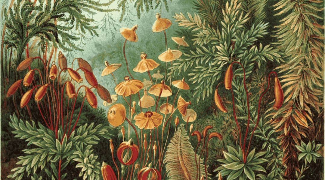 illustrazione botanica di specie erbacee illustrazione botanica di specie erbacee