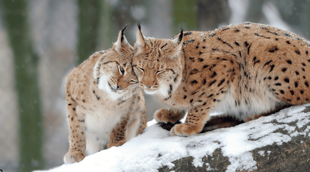 Due linci, animali sacri a Freya. Felini selvatici