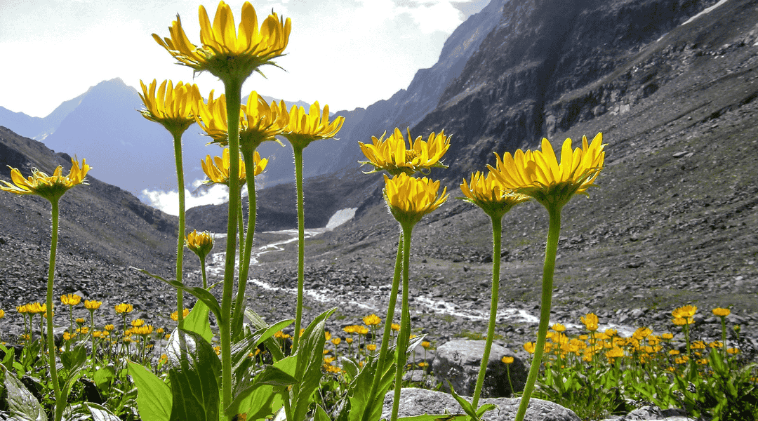 Scapo eretto e villoso di Arnica montana Arnica dei monti