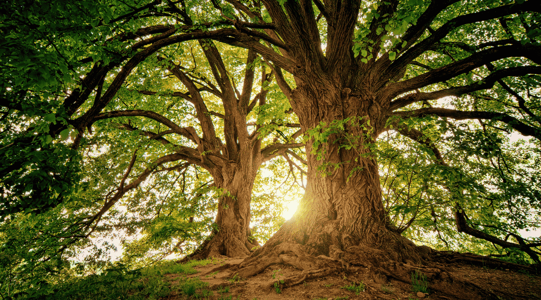 Bosco di alberi secolari antichi saggi