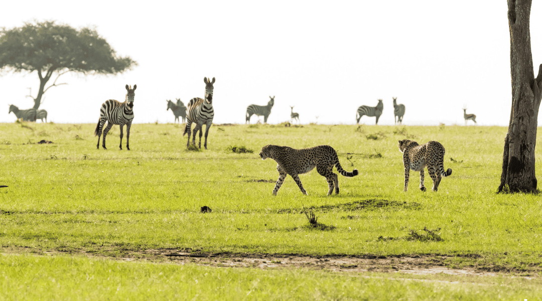 Prede e predatori si studiano a vicenda Ghepardi e zebre nella Savana