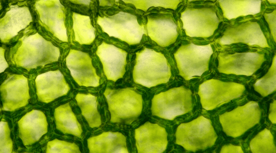 cellule vegetali cellule vegetali
