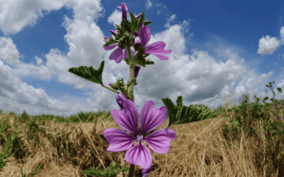 Malva Sylvestris scheda botanica meravigliosa Malva sylvestris scheda botanica meravigliosa