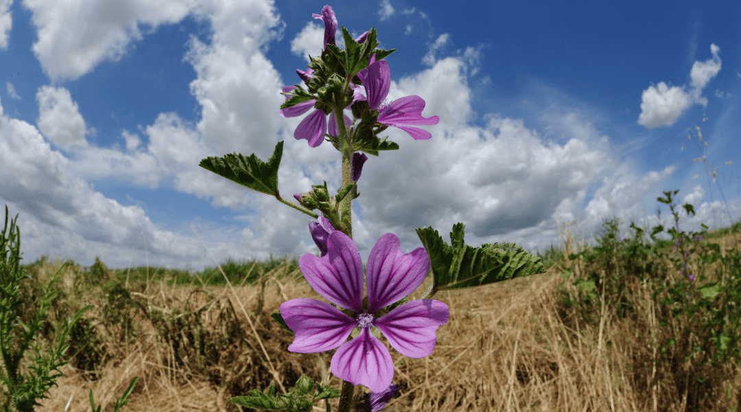 Malva sylvestris scheda botanica meravigliosa