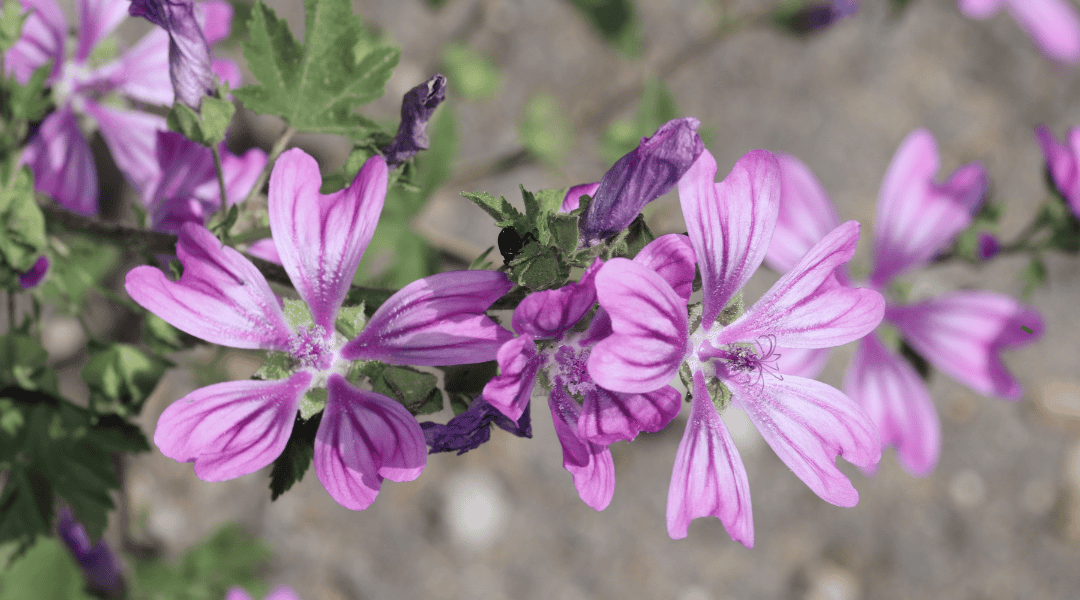 Fiori di Malva sylvestris L. Fiori di Malva