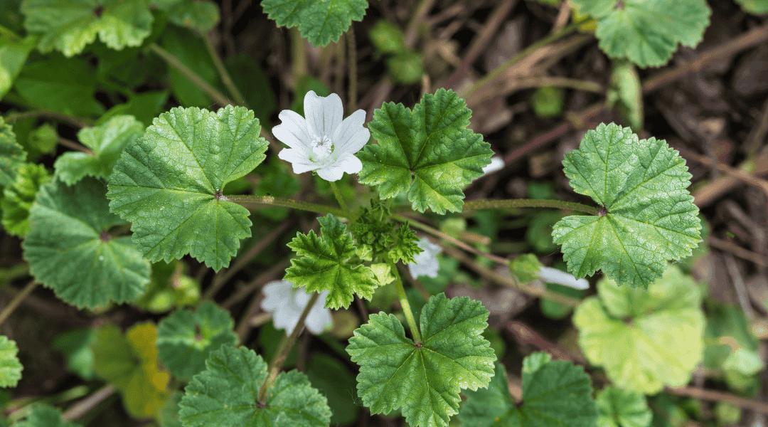 Rosetta di Malva sylvestris L. malva in fiore