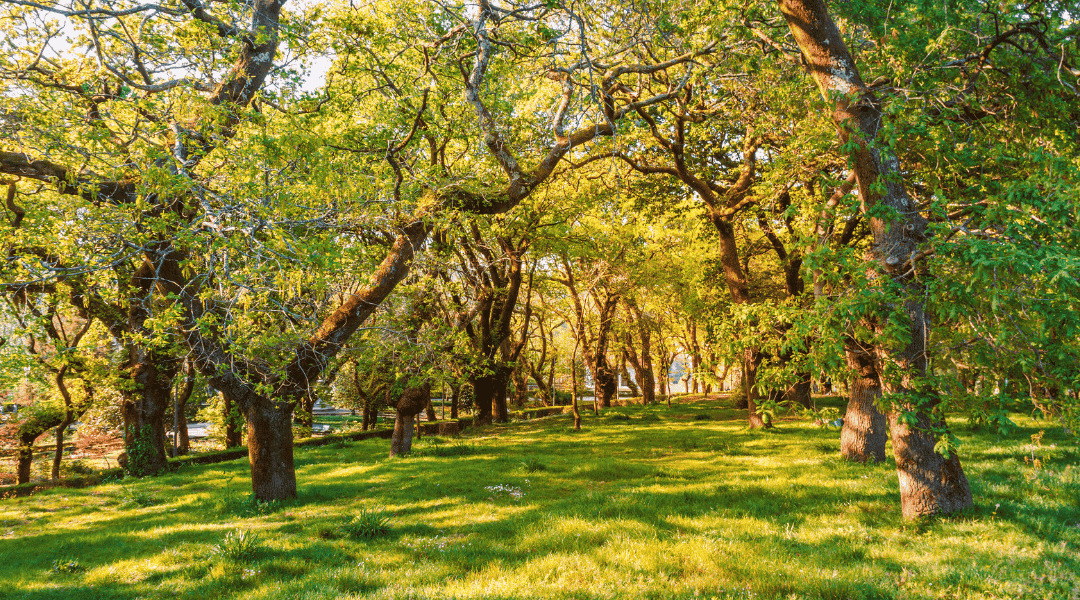 Boschi, sole e pascoli; habitat della malva sylvestris L. Erbe Mediche