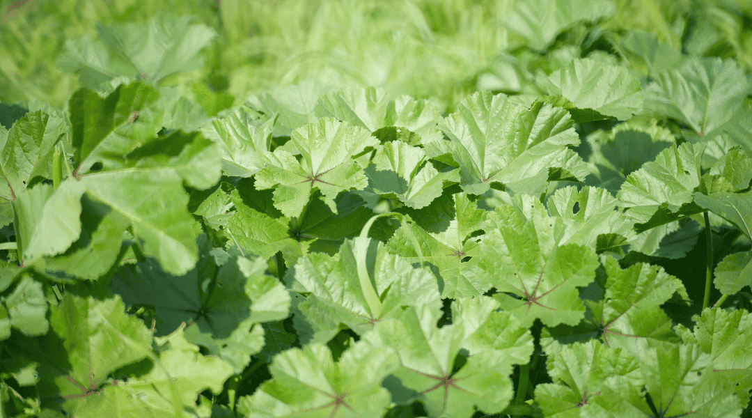 Foglie di Malva sylvestris L. Foglie di Malva